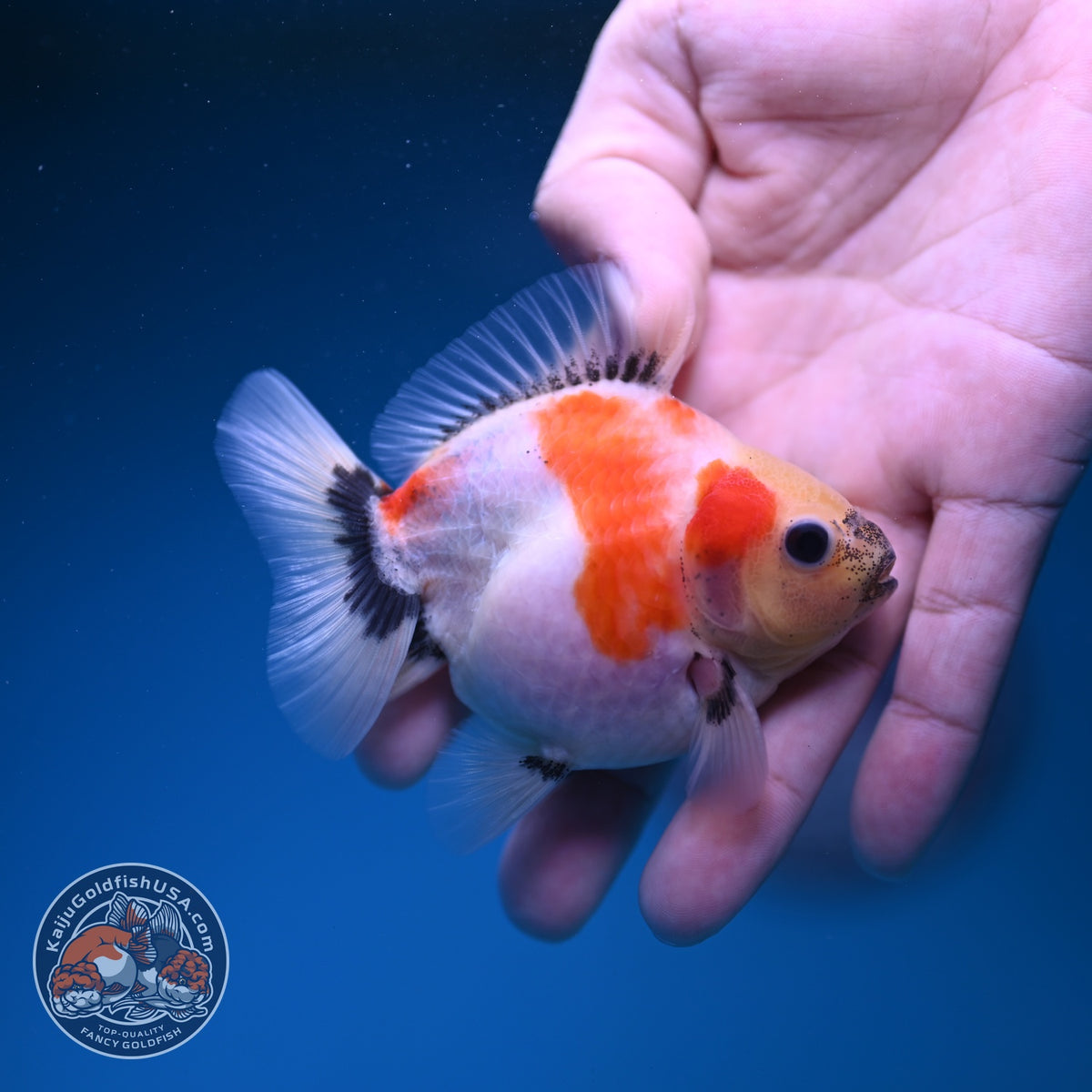 Baby Shogun Sakur Oranda 3 inch Body (261023_OR09)
