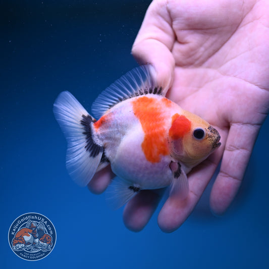 Baby Shogun Sakur Oranda 3 inch Body (261023_OR09)