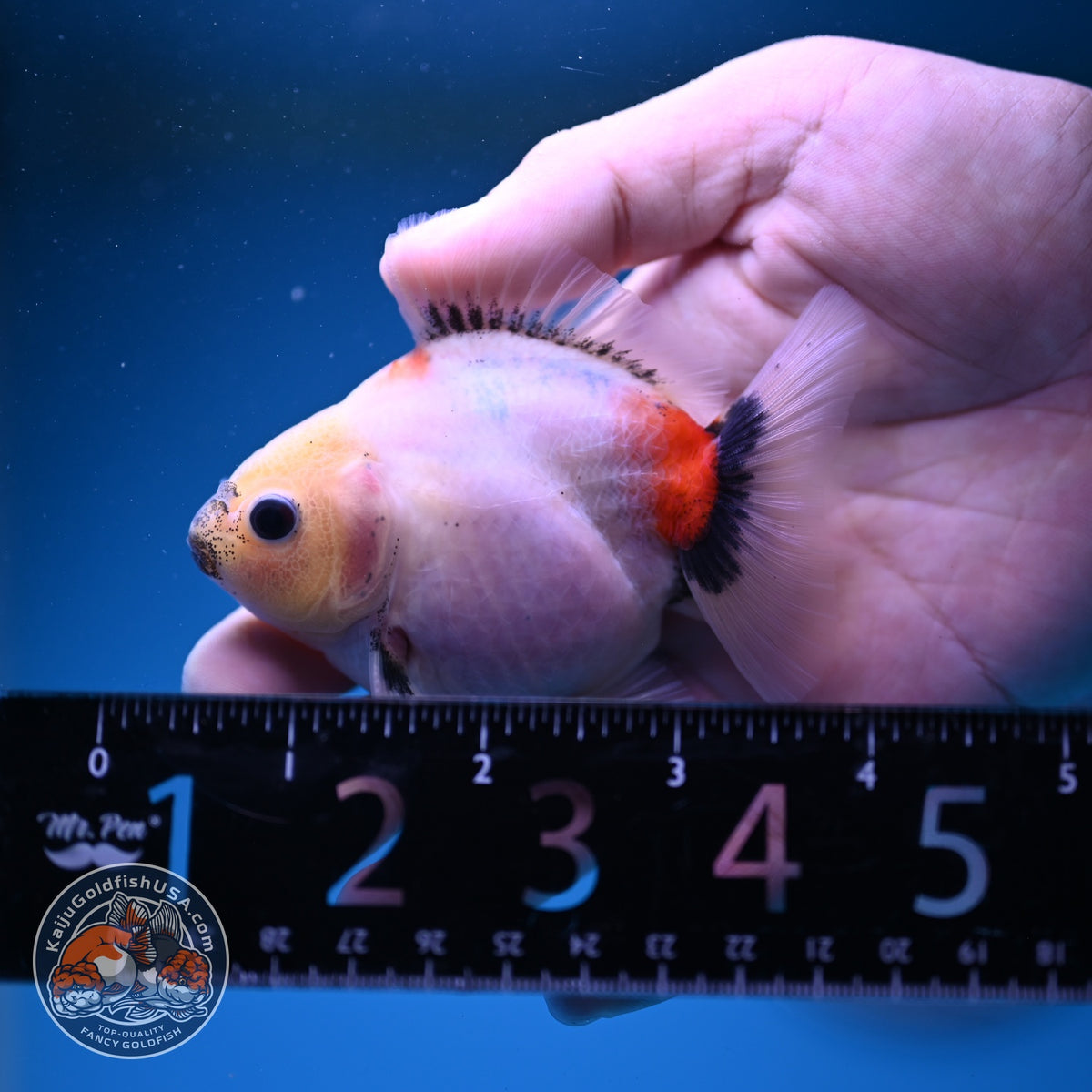 Baby Shogun Sakur Oranda 3 inch Body (261023_OR09)