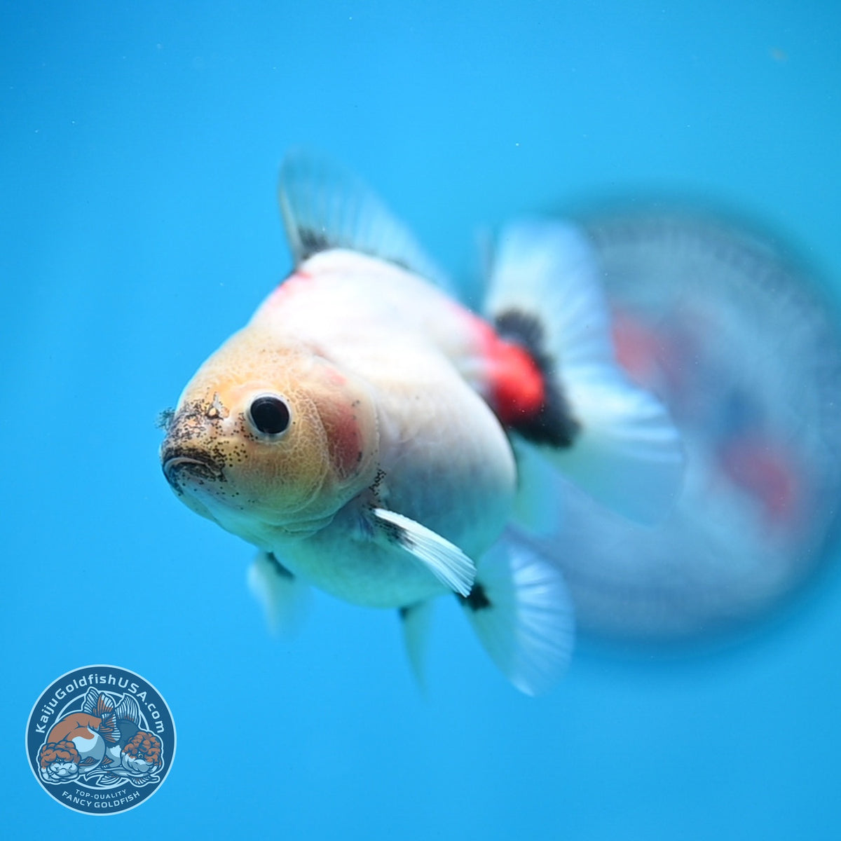 Baby Shogun Sakur Oranda 3 inch Body (261023_OR09)