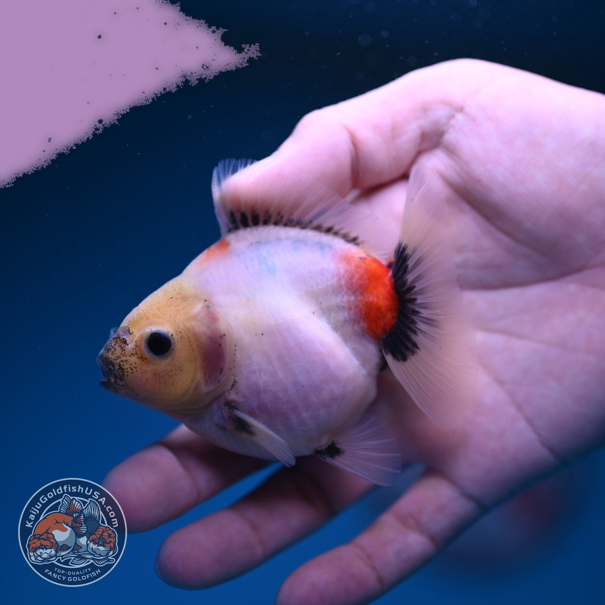 Baby Shogun Sakur Oranda 3 inch Body (261023_OR09)