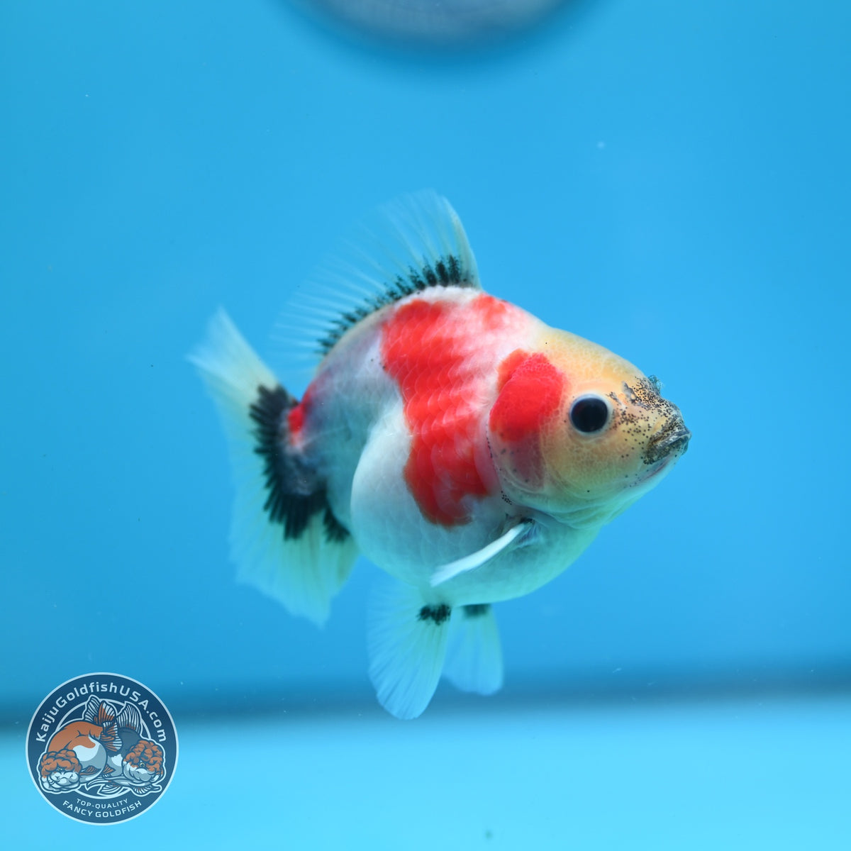 Baby Shogun Sakur Oranda 3 inch Body (261023_OR09)