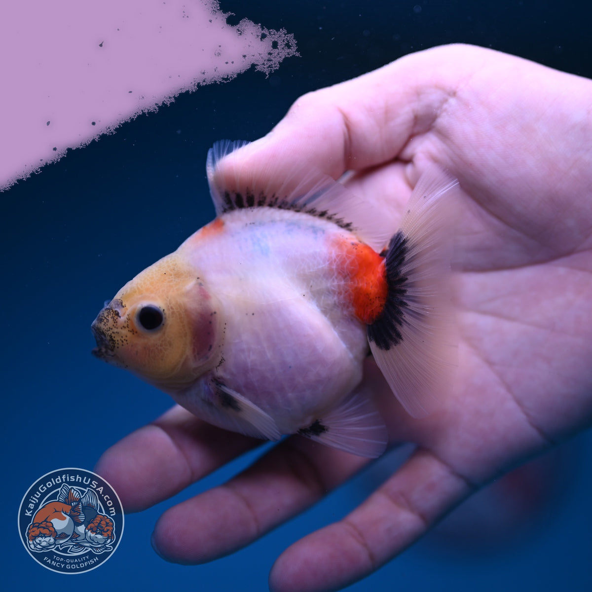 Baby Shogun Sakur Oranda 3 inch Body (261023_OR09)