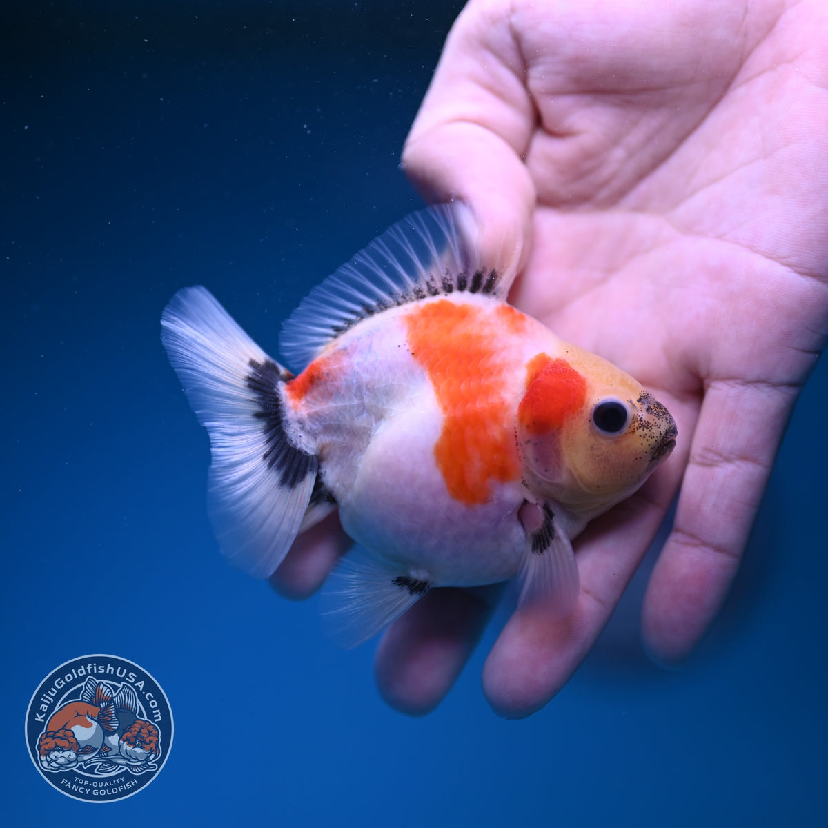 Baby Shogun Sakur Oranda 3 inch Body (261023_OR09)