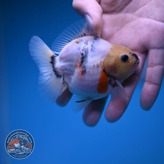 Baby Shogun Sakura Oranda 3 inch Body (261023_OR08)