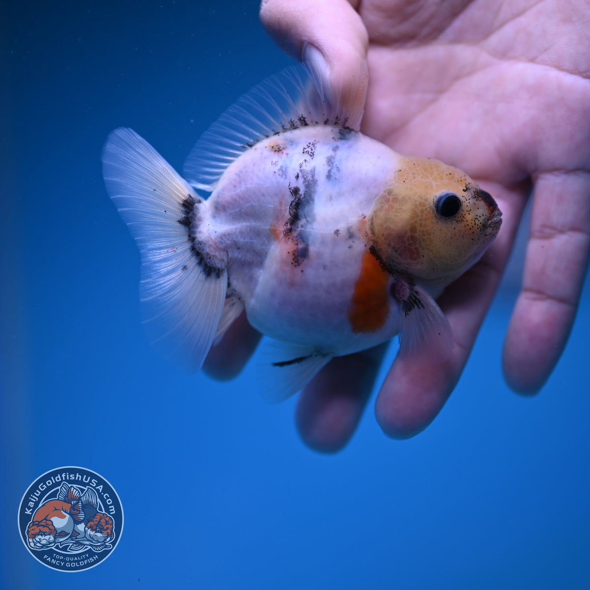 Baby Shogun Sakura Oranda 3 inch Body (261023_OR08)