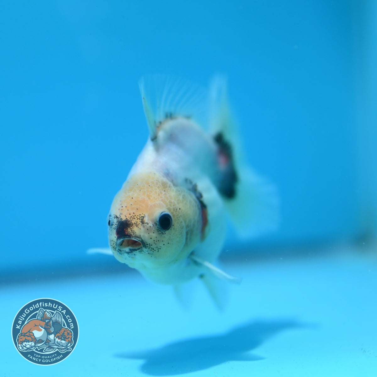 Baby Shogun Sakura Oranda 3 inch Body (261023_OR08)