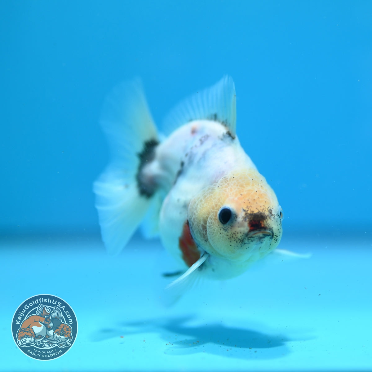 Baby Shogun Sakura Oranda 3 inch Body (261023_OR08)