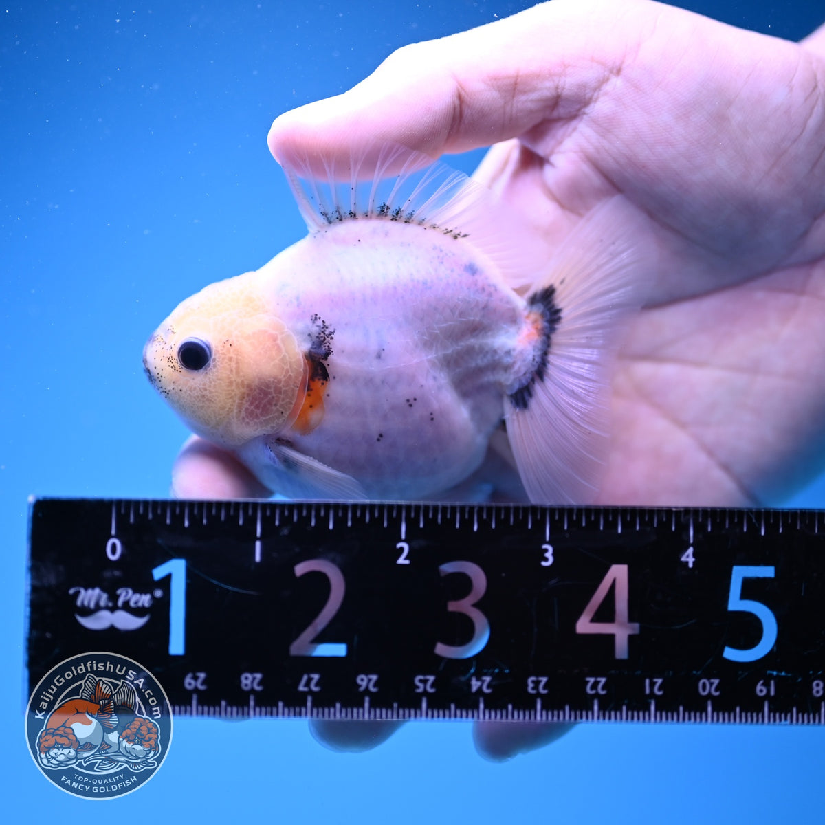 Baby Shogun Sakura Oranda 3 inch Body (261023_OR08)