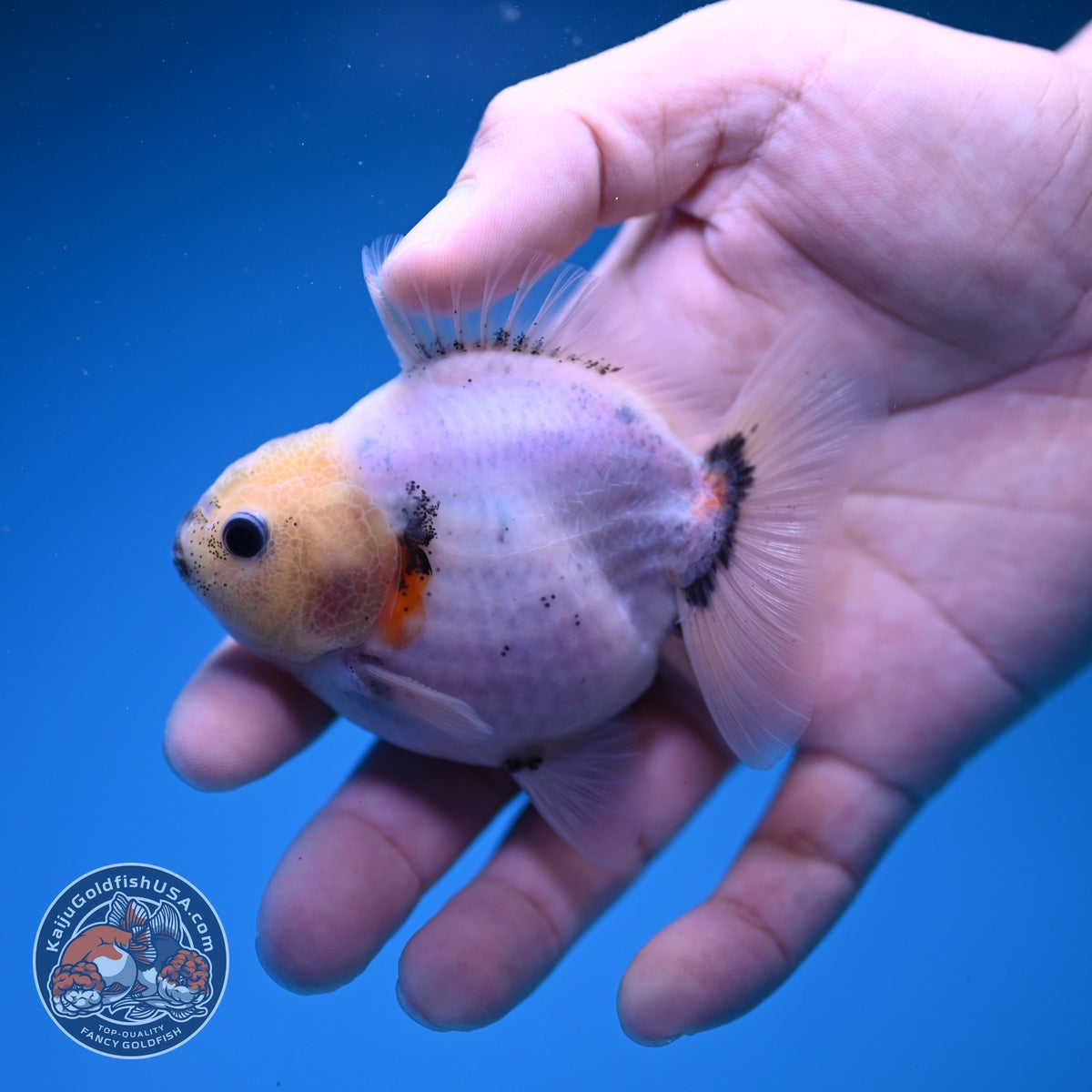 Baby Shogun Sakura Oranda 3 inch Body (261023_OR08)