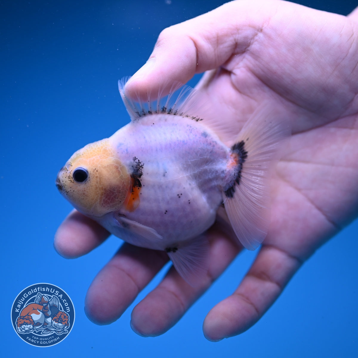 Baby Shogun Sakura Oranda 3 inch Body (261023_OR08)