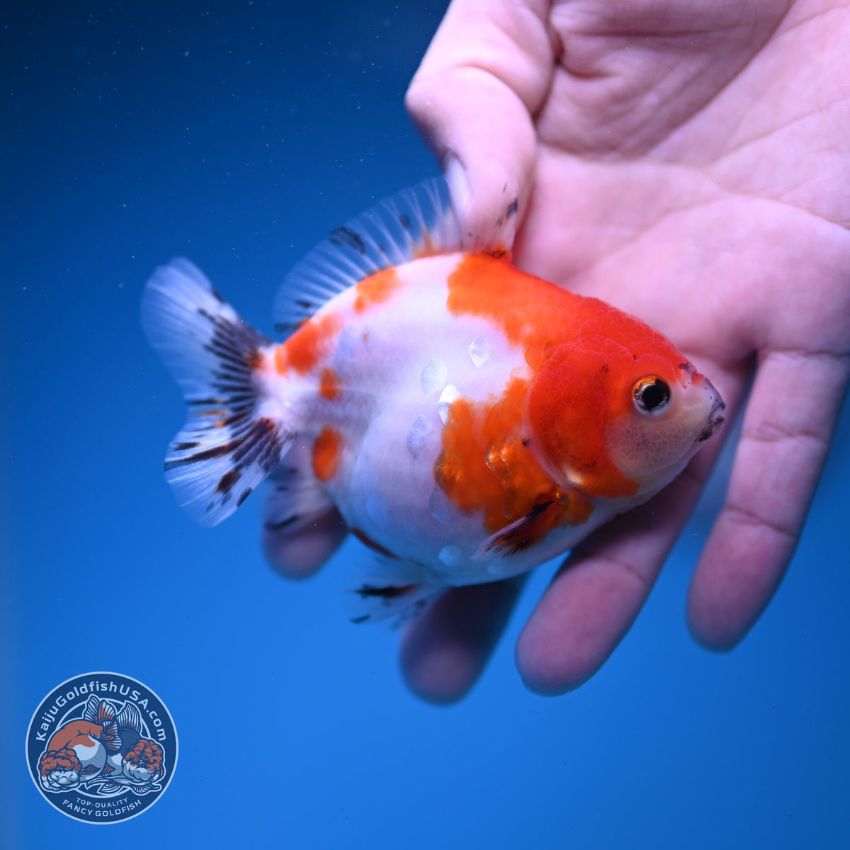 Baby Shogun Sakura Oranda 3.5 inch Body (261023_OR06)