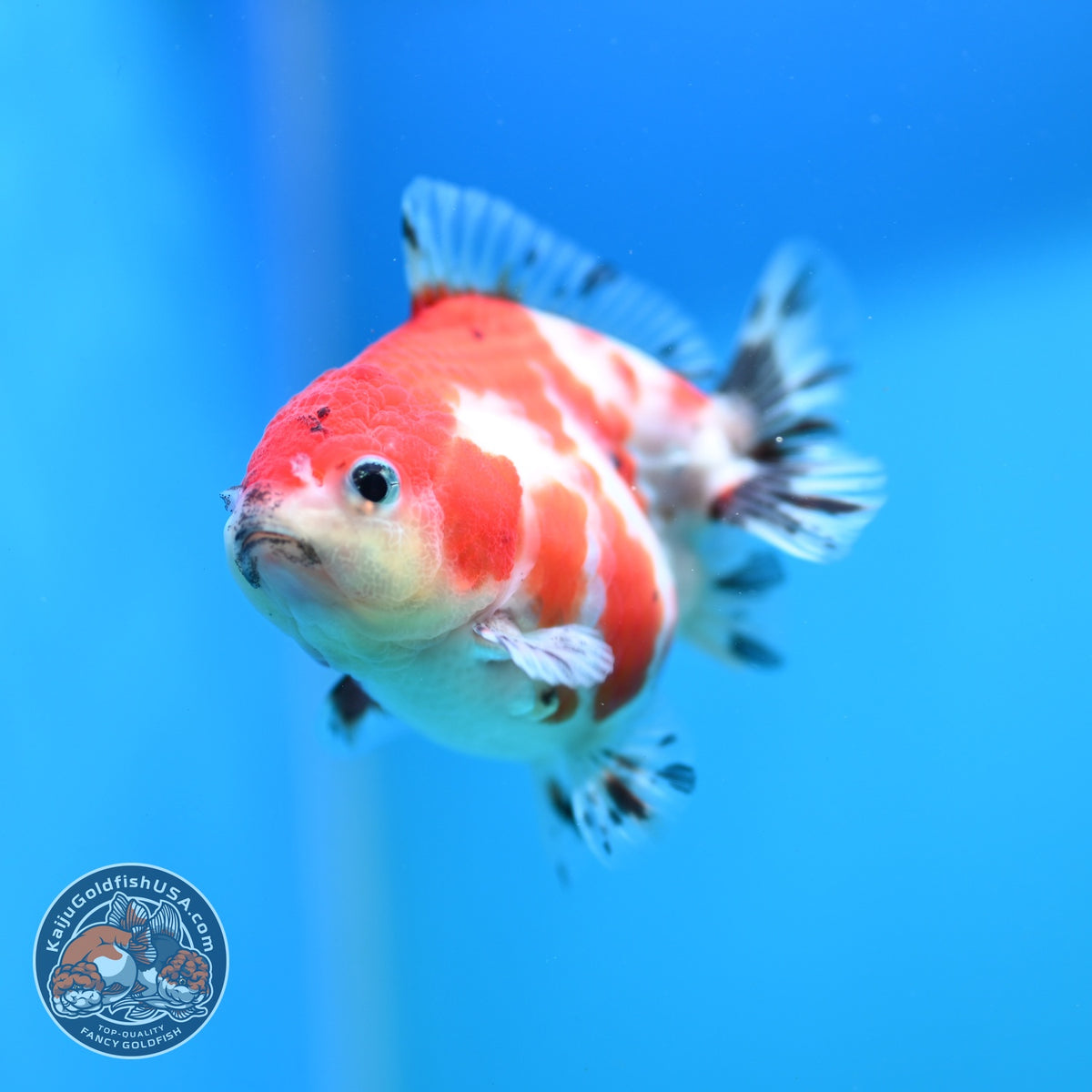 Baby Shogun Sakura Oranda 3.5 inch Body (261023_OR06)