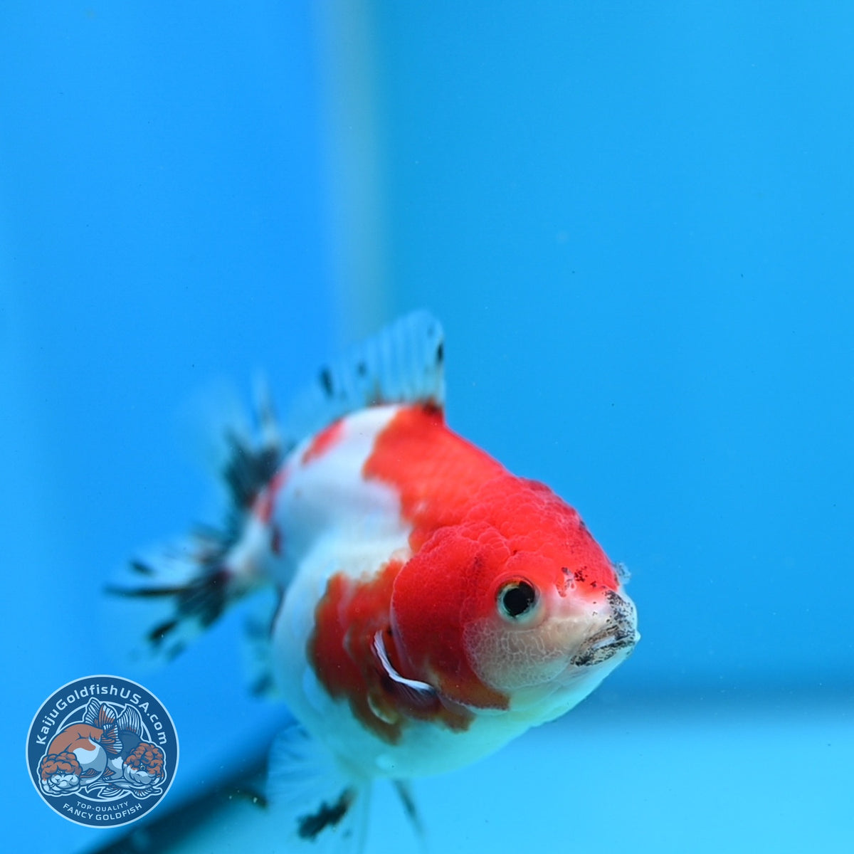 Baby Shogun Sakura Oranda 3.5 inch Body (261023_OR06)