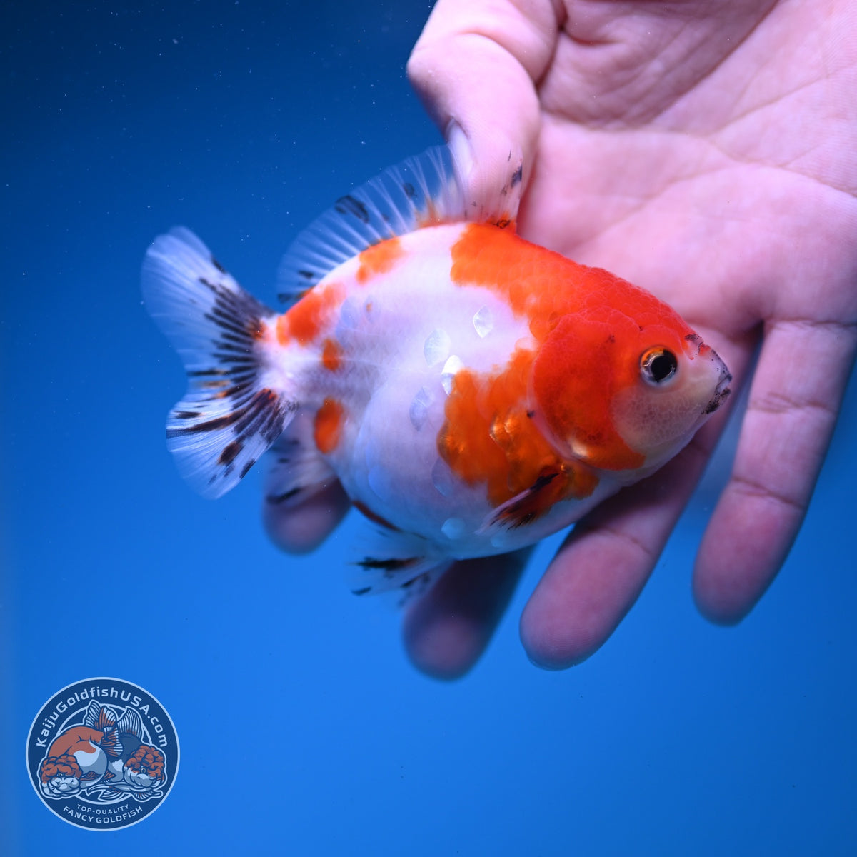 Baby Shogun Sakura Oranda 3.5 inch Body (261023_OR06)