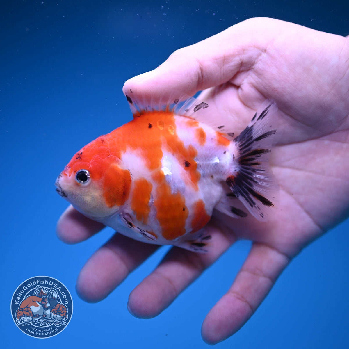 Baby Shogun Sakura Oranda 3.5 inch Body (261023_OR06)