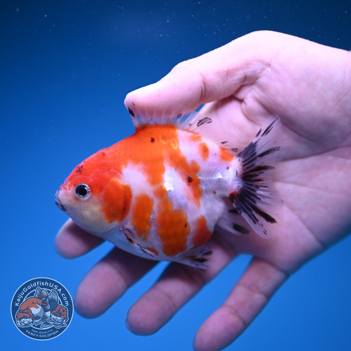 Baby Shogun Sakura Oranda 3.5 inch Body (261023_OR06)