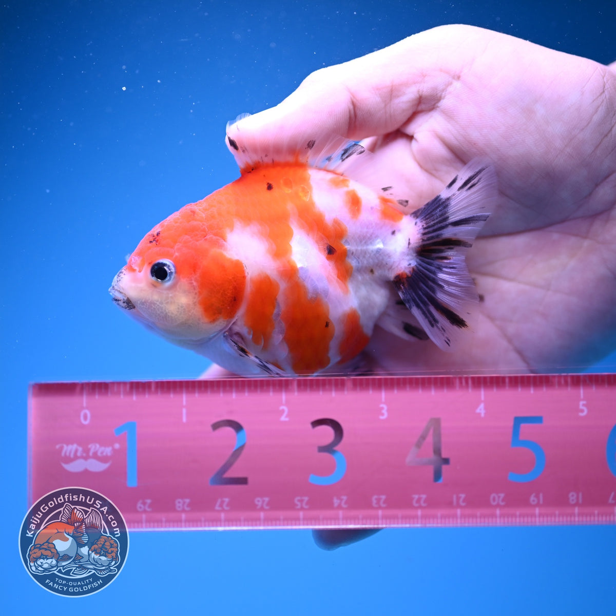 Baby Shogun Sakura Oranda 3.5 inch Body (261023_OR06)