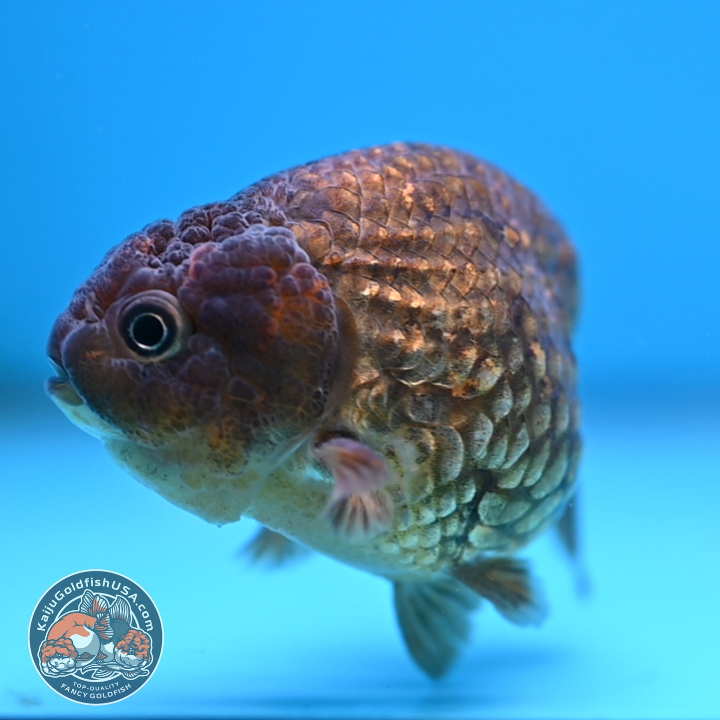 Batik Scale Ranchu 3.5 inch Body (251017_RC05)