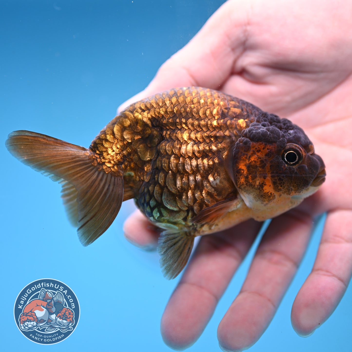 Batik Scale Ranchu 3.5 inch Body (251017_RC05)