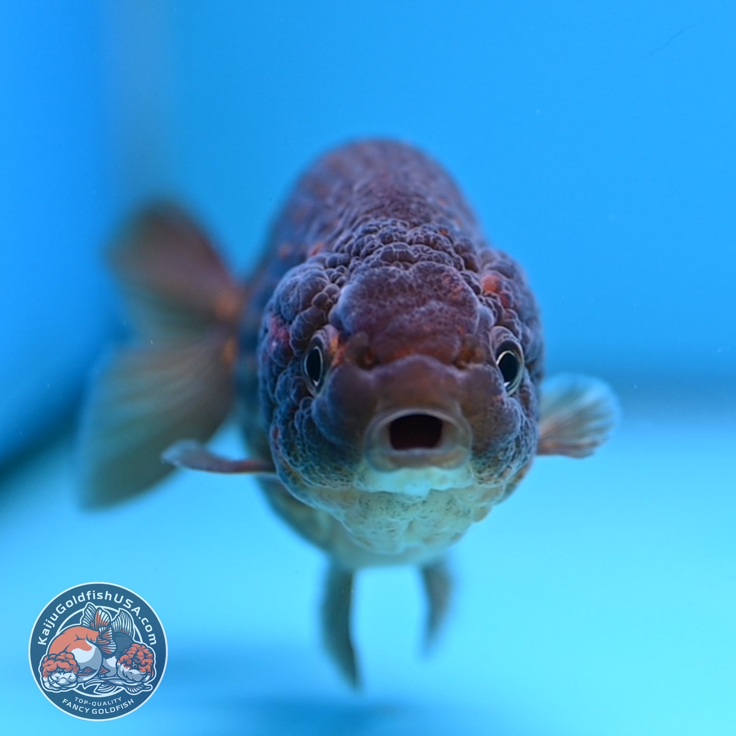 Batik Scale Ranchu 3.5 inch Body (251017_RC05)