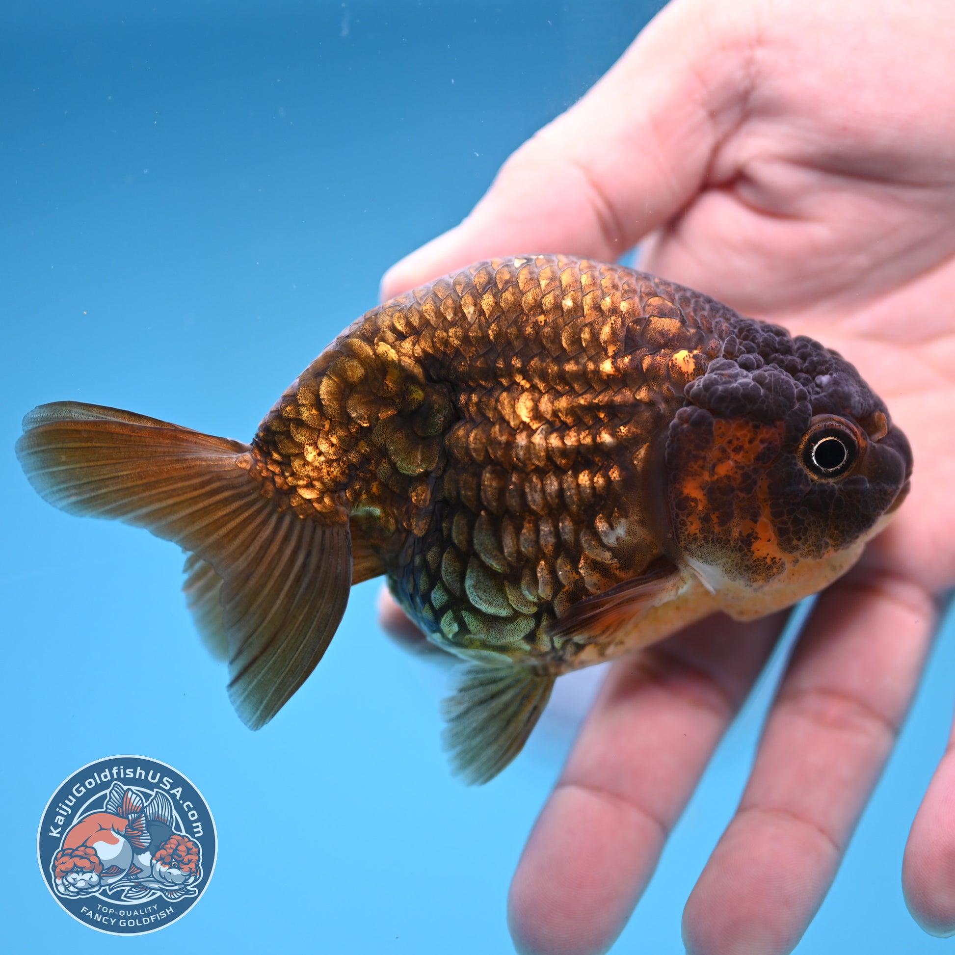 Batik Scale Ranchu 3.5 inch Body (251017_RC05)