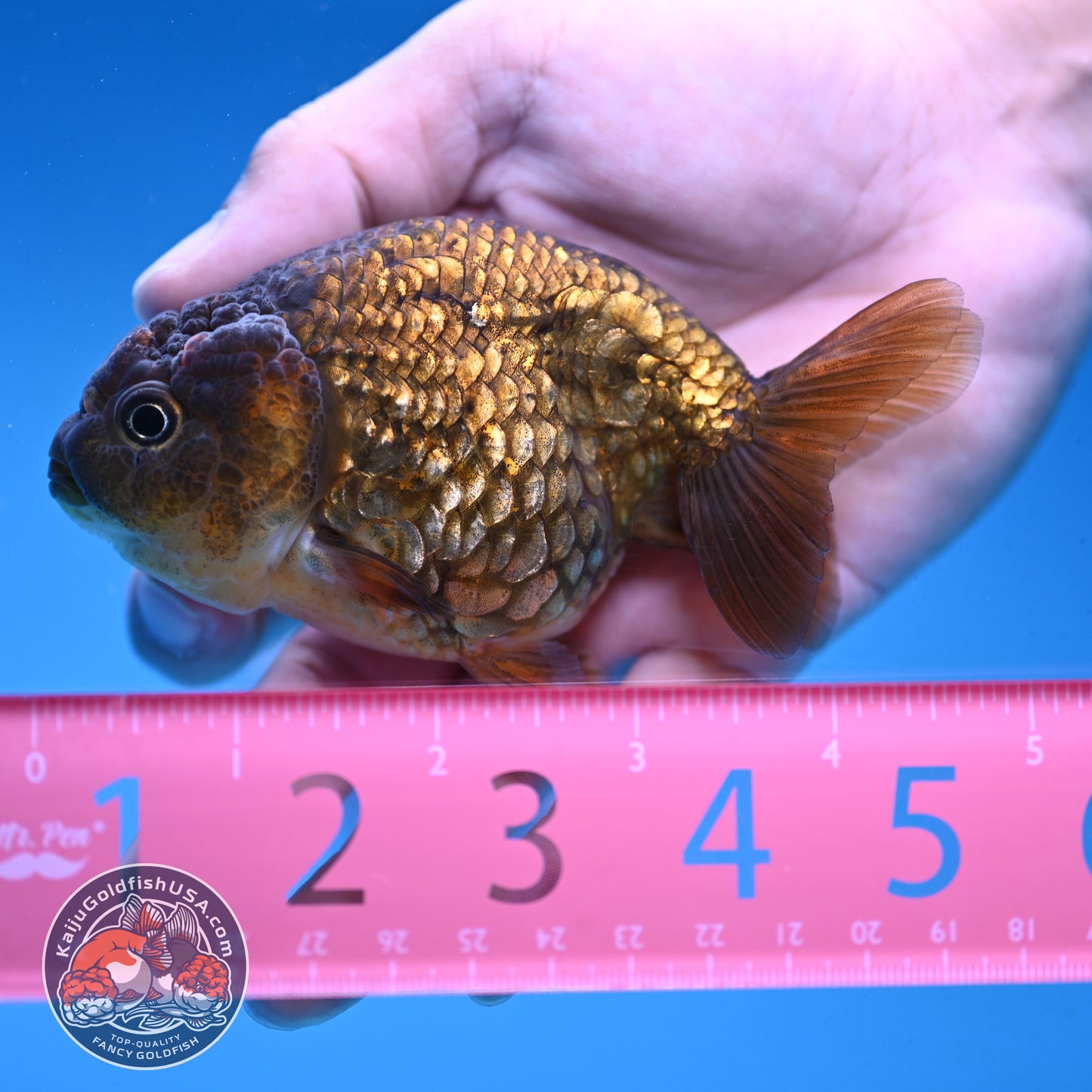 Batik Scale Ranchu 3.5 inch Body (251017_RC05)