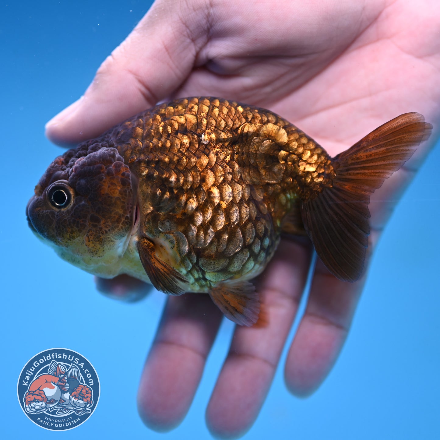 Batik Scale Ranchu 3.5 inch Body (251017_RC05)
