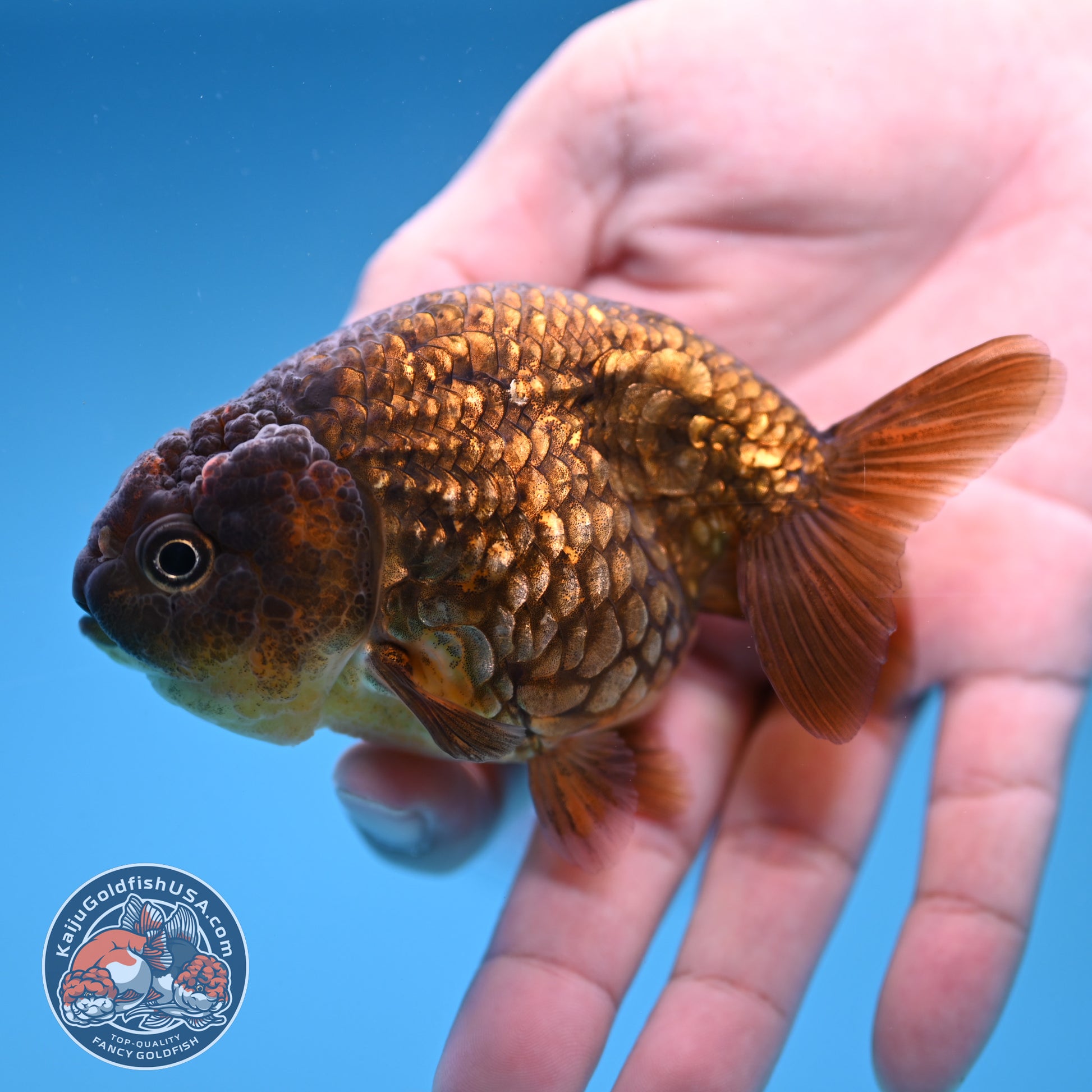 Batik Scale Ranchu 3.5 inch Body (251017_RC05)