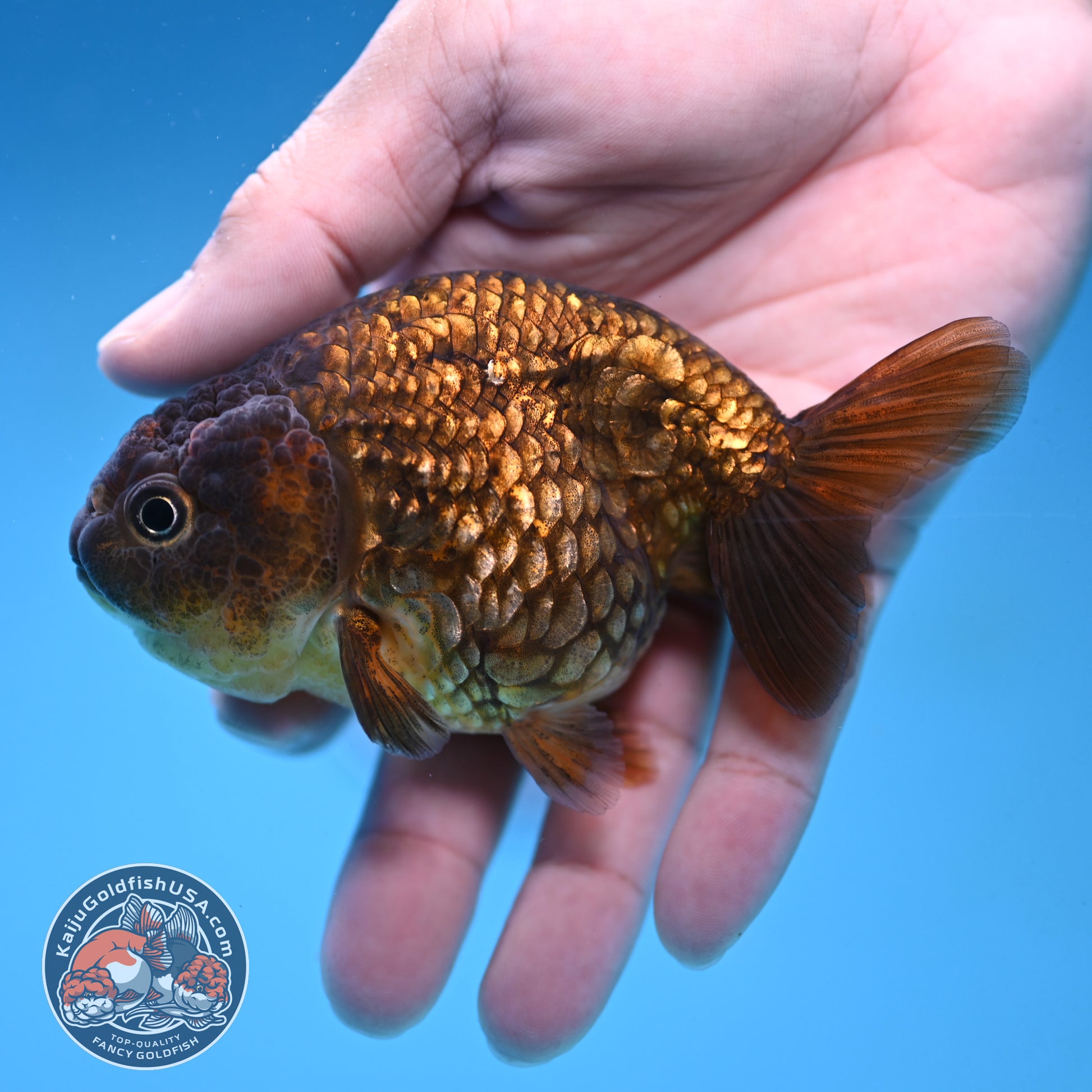 Batik Scale Ranchu 3.5 inch Body (251017_RC05)
