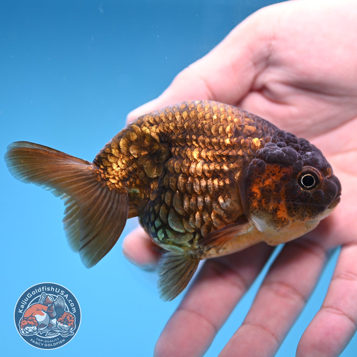 Batik Scale Ranchu 3.5 inch Body (251017_RC05)