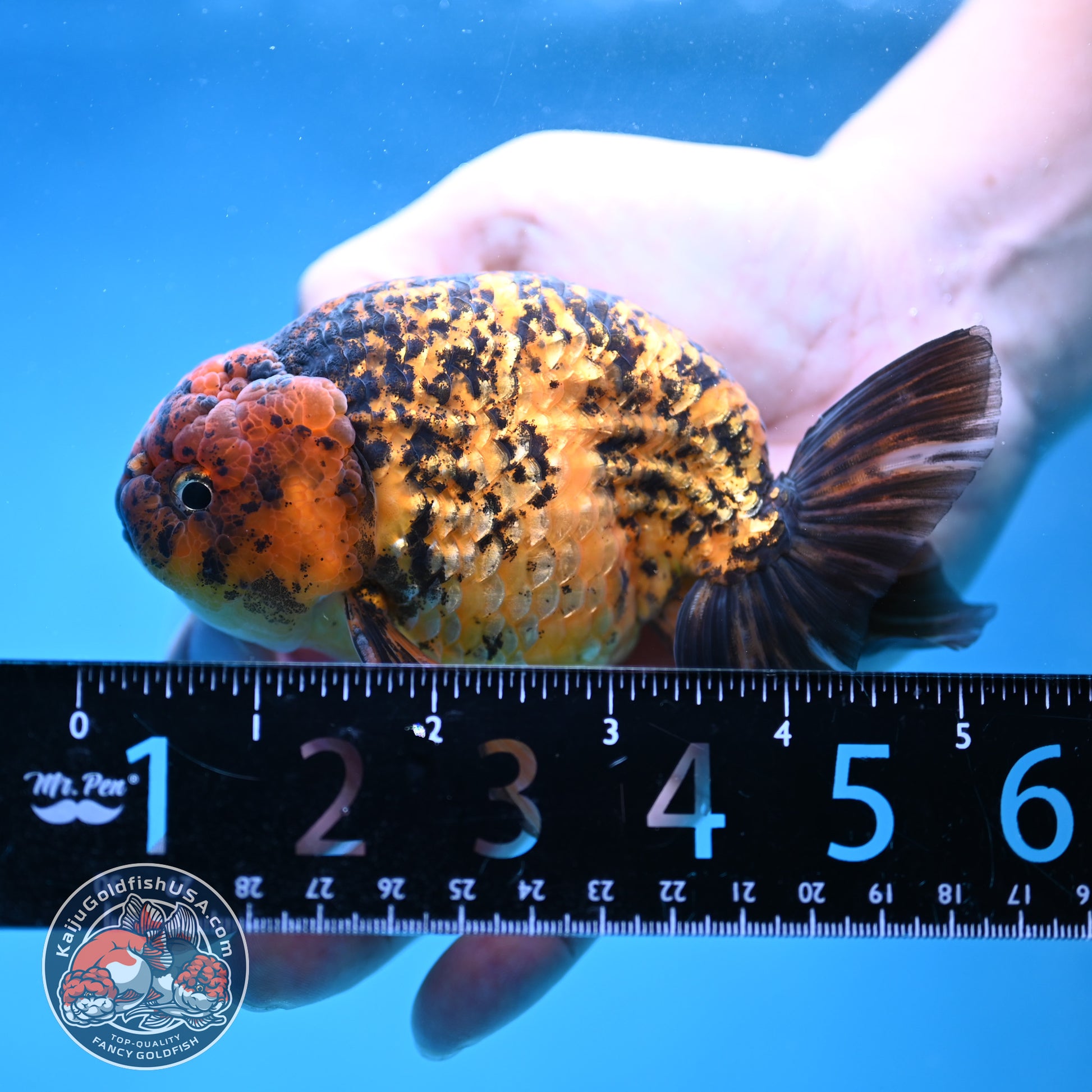 Big Tail Tiger Ranchu 4 inch Body (260116_RC10)
