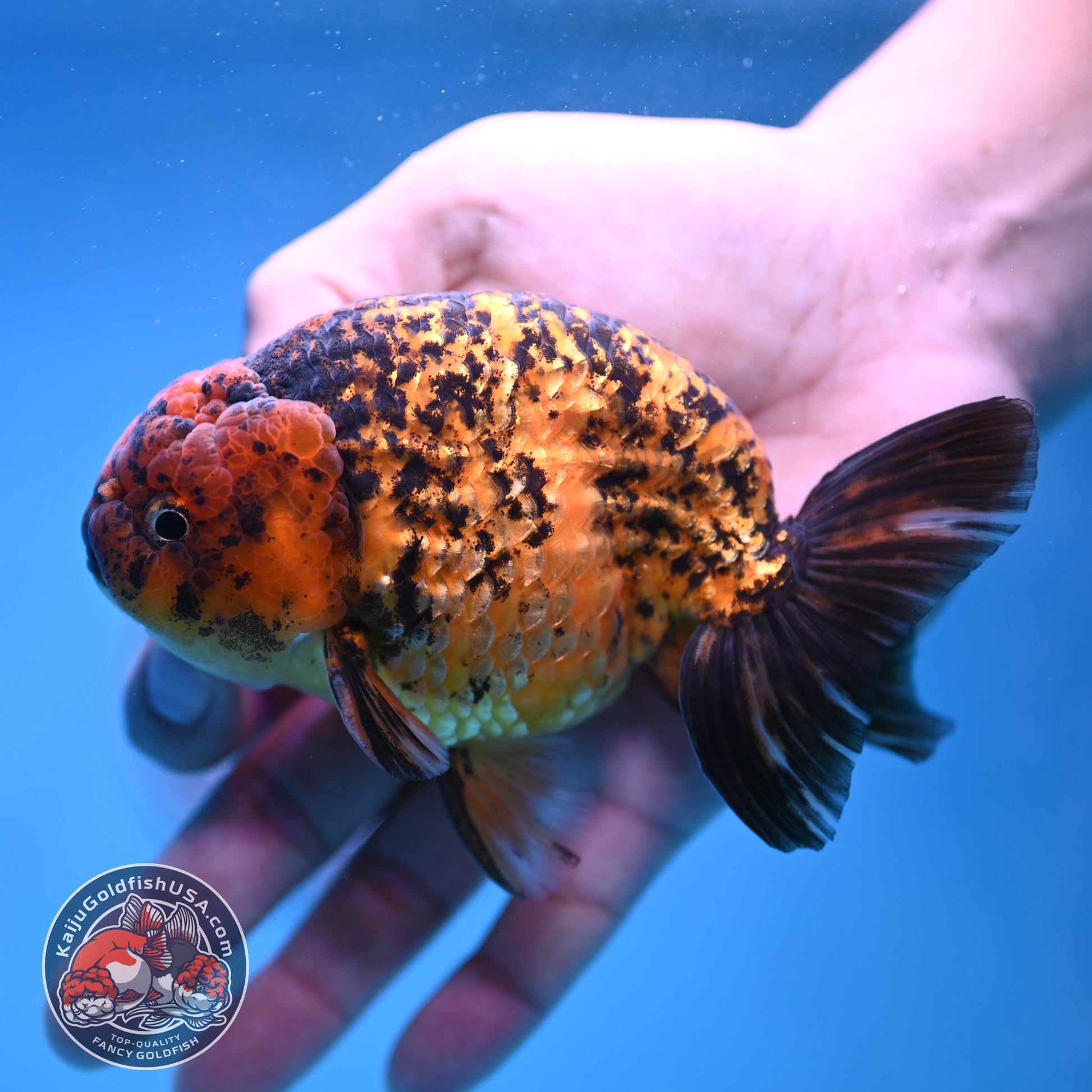 Big Tail Tiger Ranchu 4 inch Body (260116_RC10)