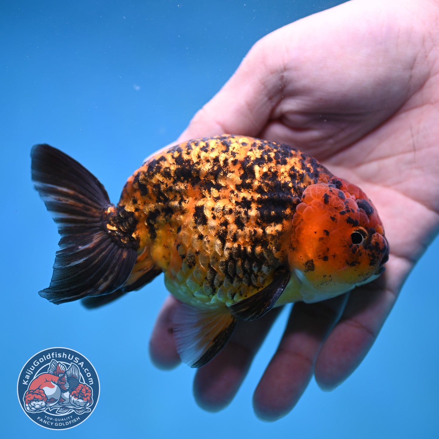 Big Tail Tiger Ranchu 4 inch Body (260116_RC10)