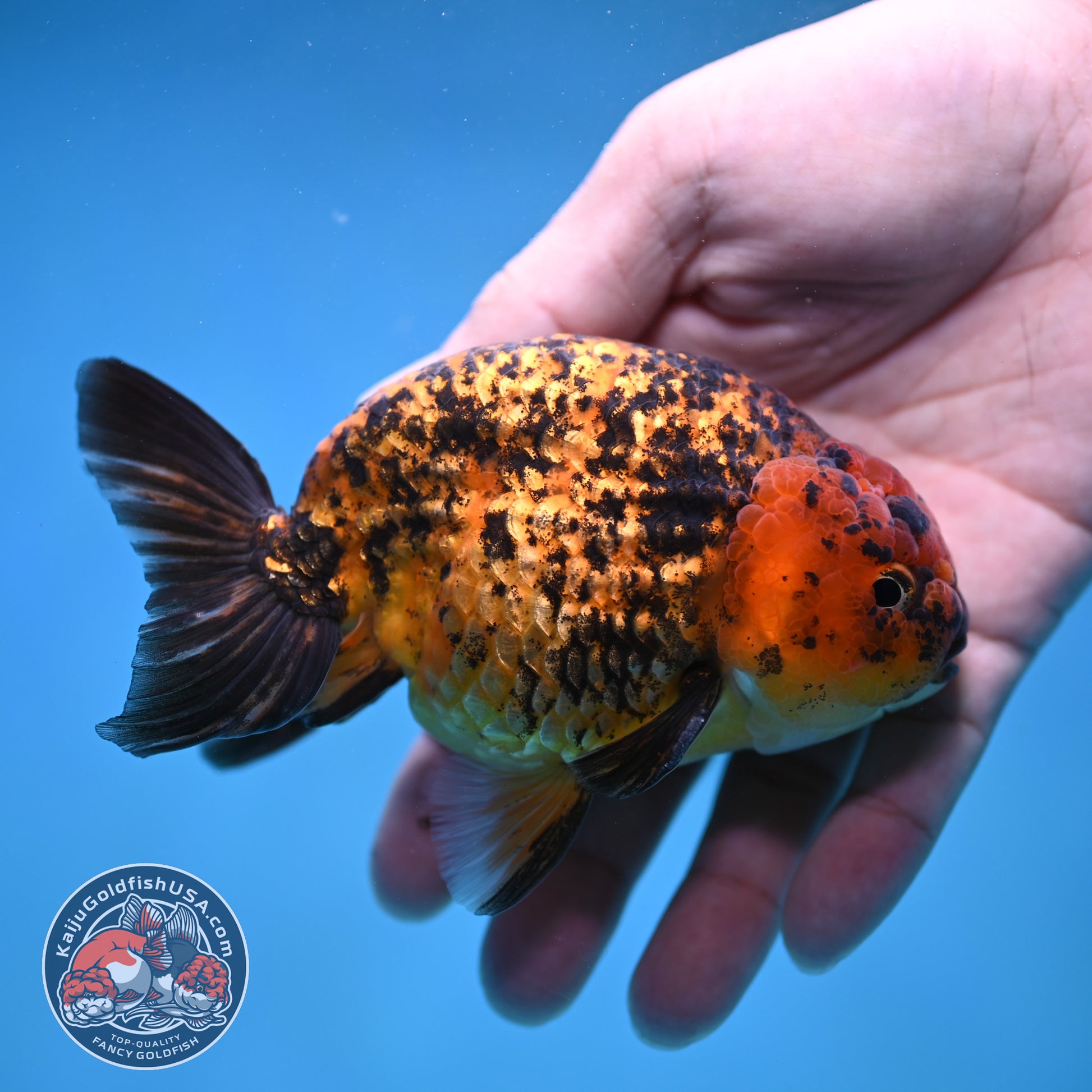 Big Tail Tiger Ranchu 4 inch Body (260116_RC10)
