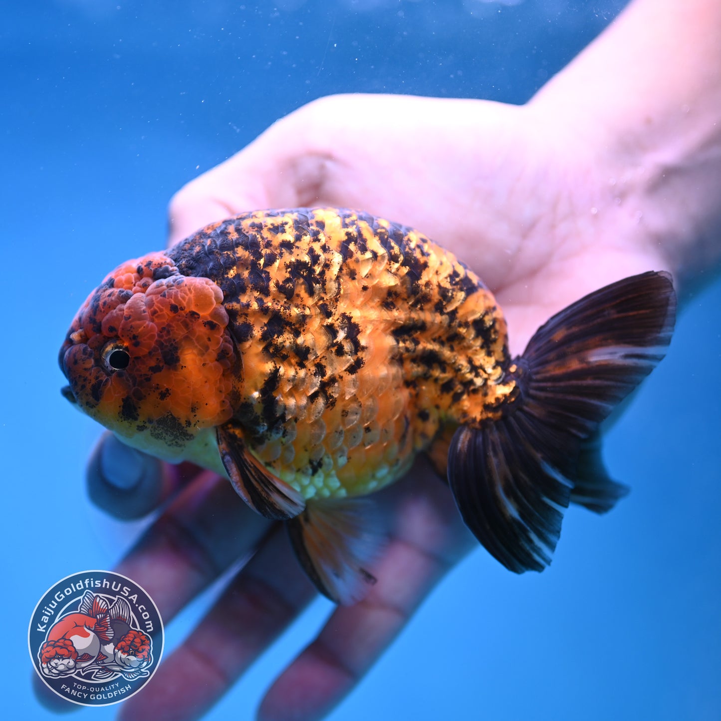 Big Tail Tiger Ranchu 4 inch Body (260116_RC10)
