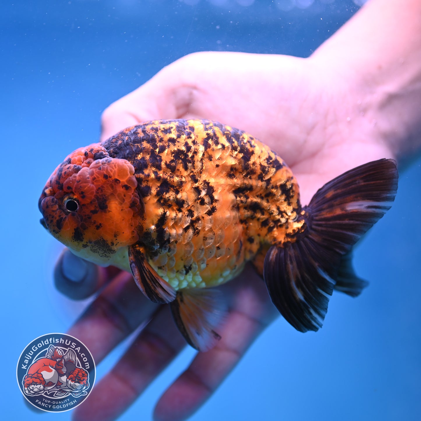 Big Tail Tiger Ranchu 4 inch Body (260116_RC10)