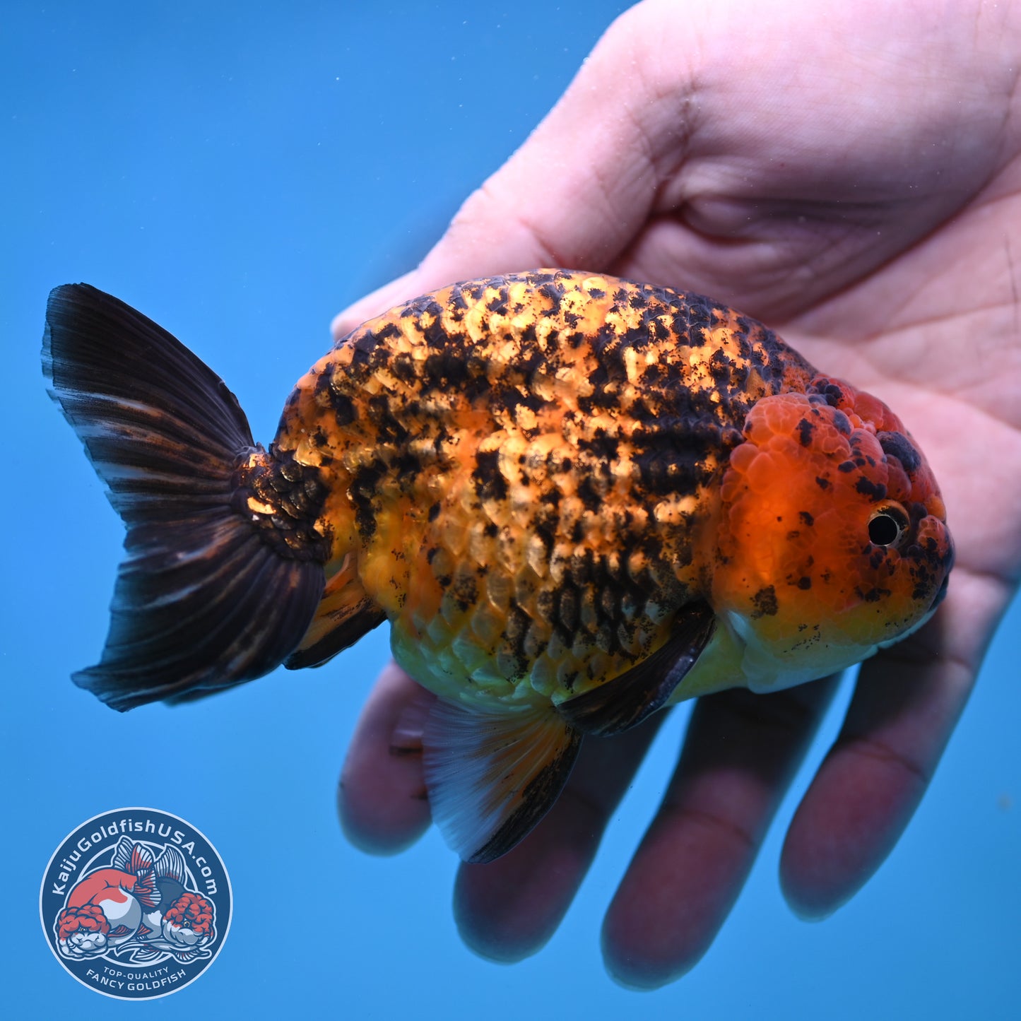 Big Tail Tiger Ranchu 4 inch Body (260116_RC10)