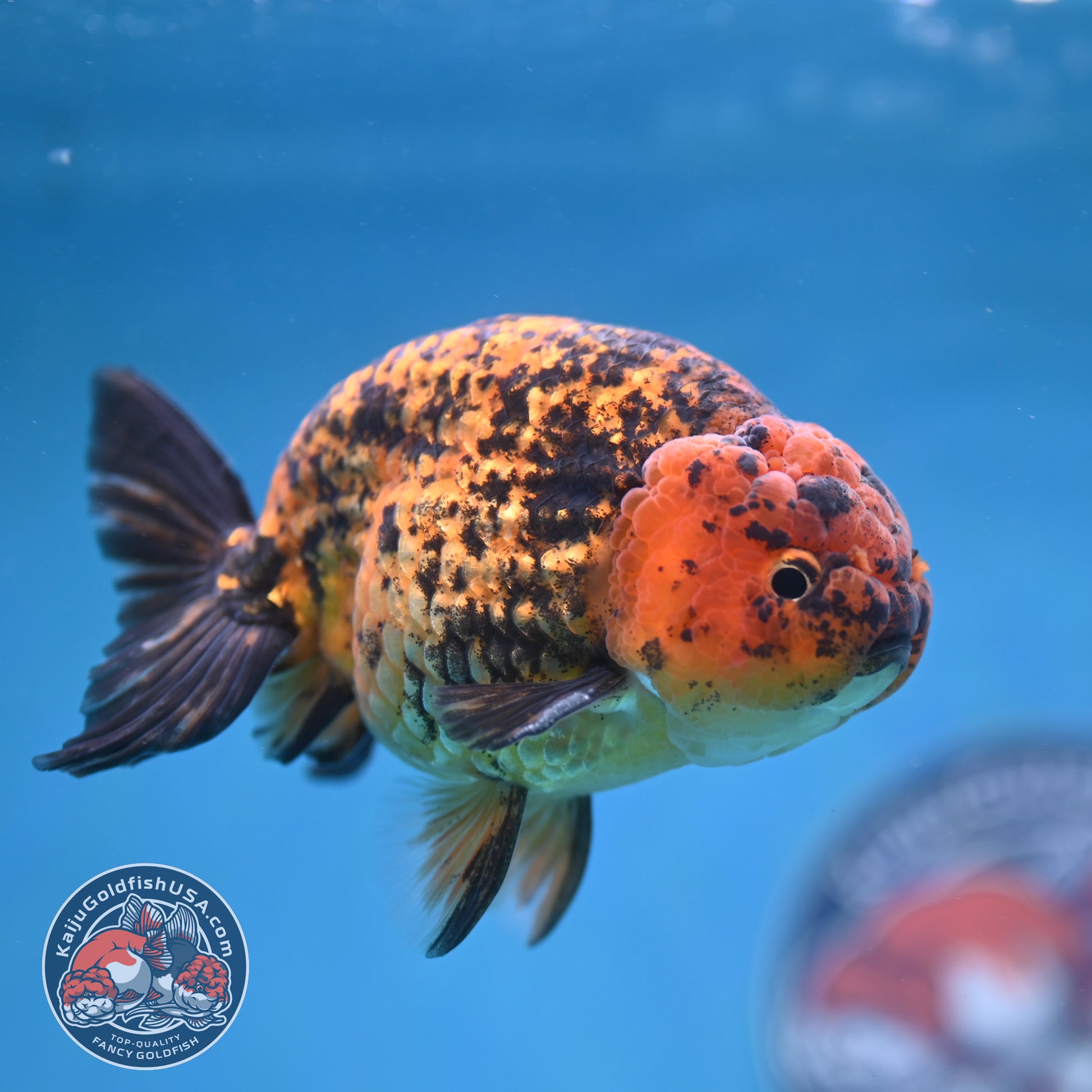 Big Tail Tiger Ranchu 4 inch Body (260116_RC10)