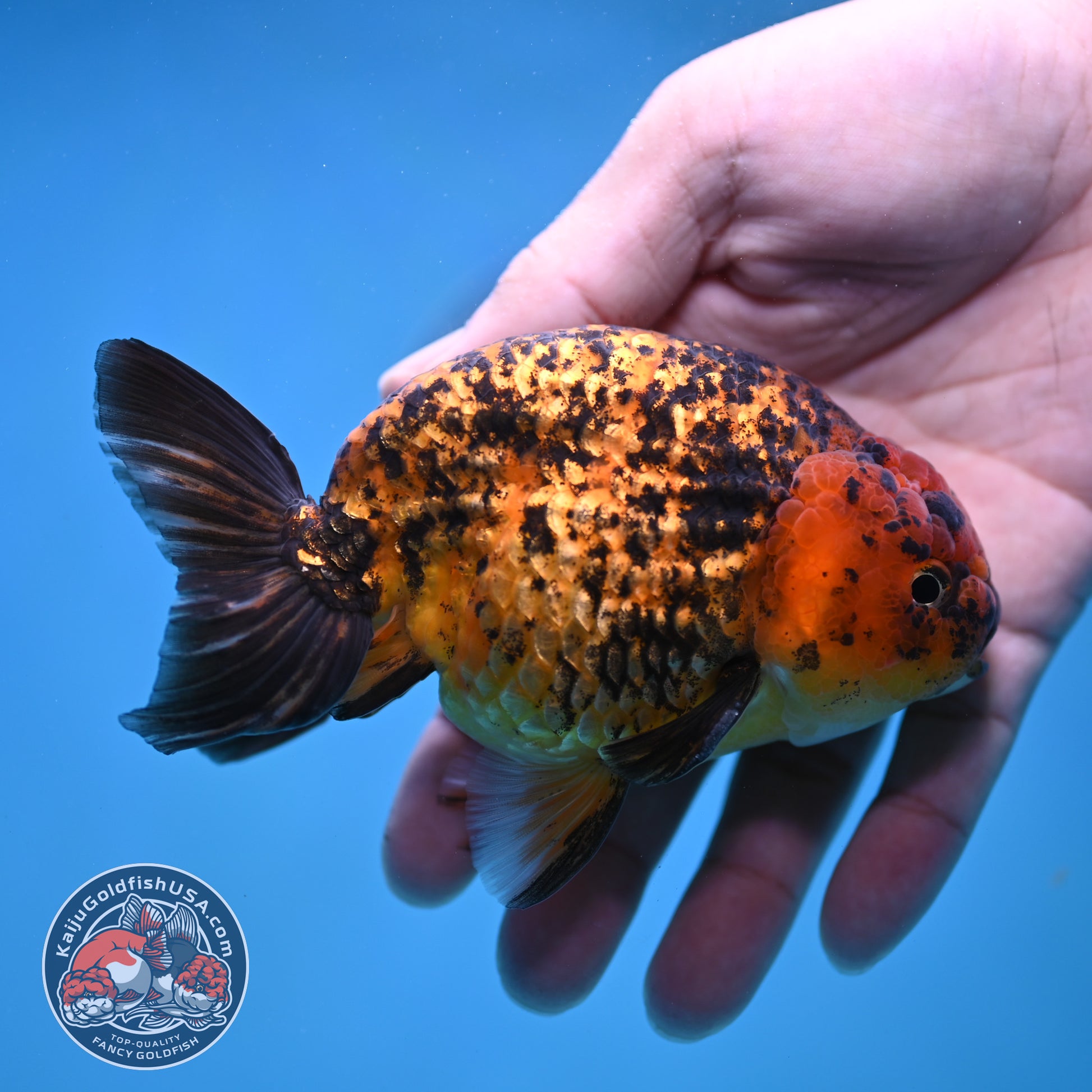 Big Tail Tiger Ranchu 4 inch Body (260116_RC10)