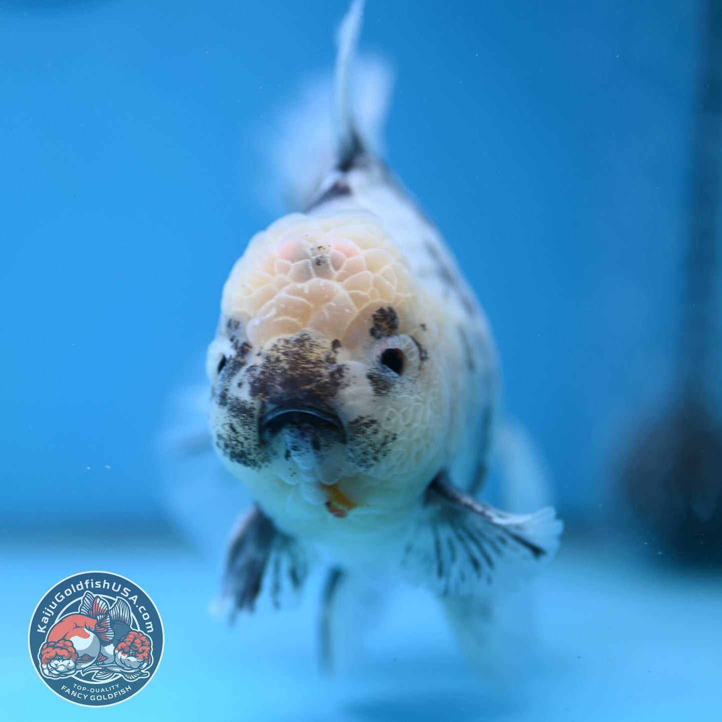 Big White Tiger Rose Tail Oranda 4.5 inch Body (260116_OR05)