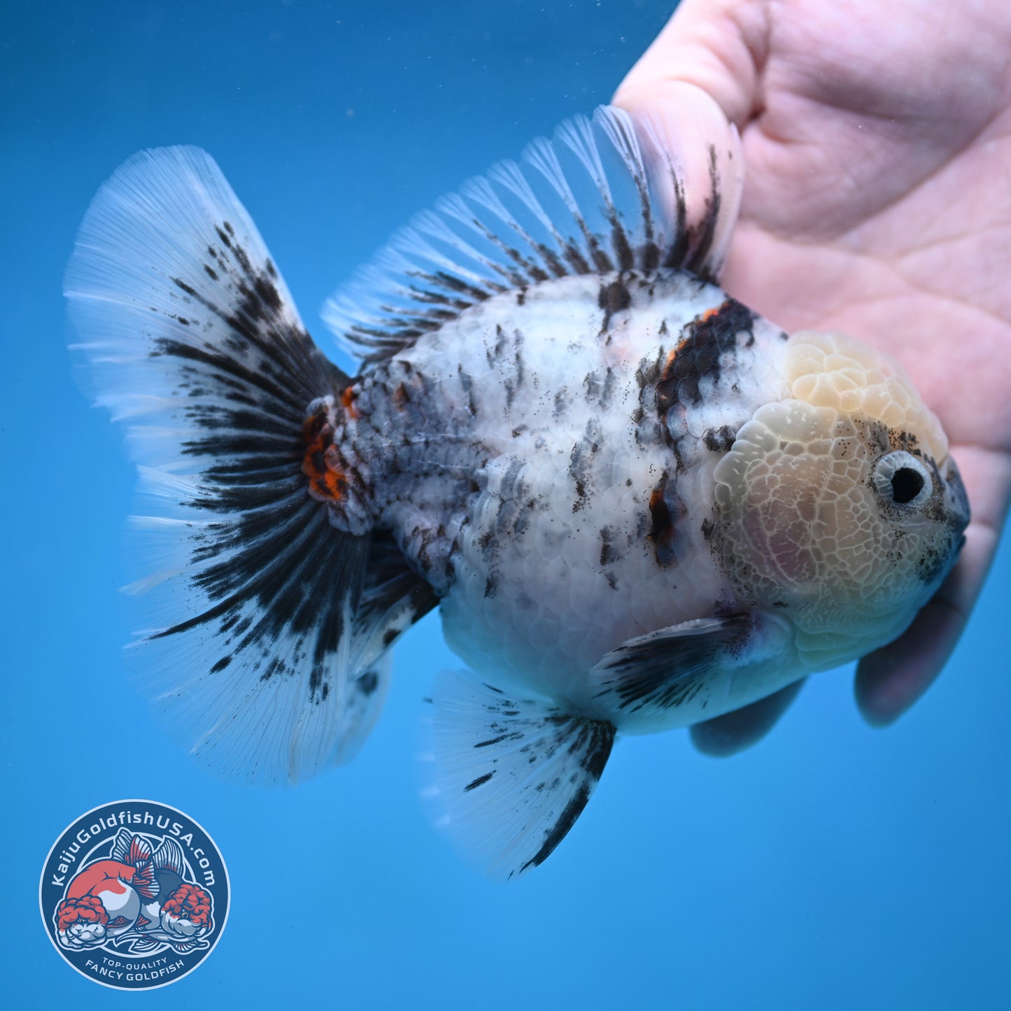 Big White Tiger Rose Tail Oranda 4.5 inch Body (260116_OR05)