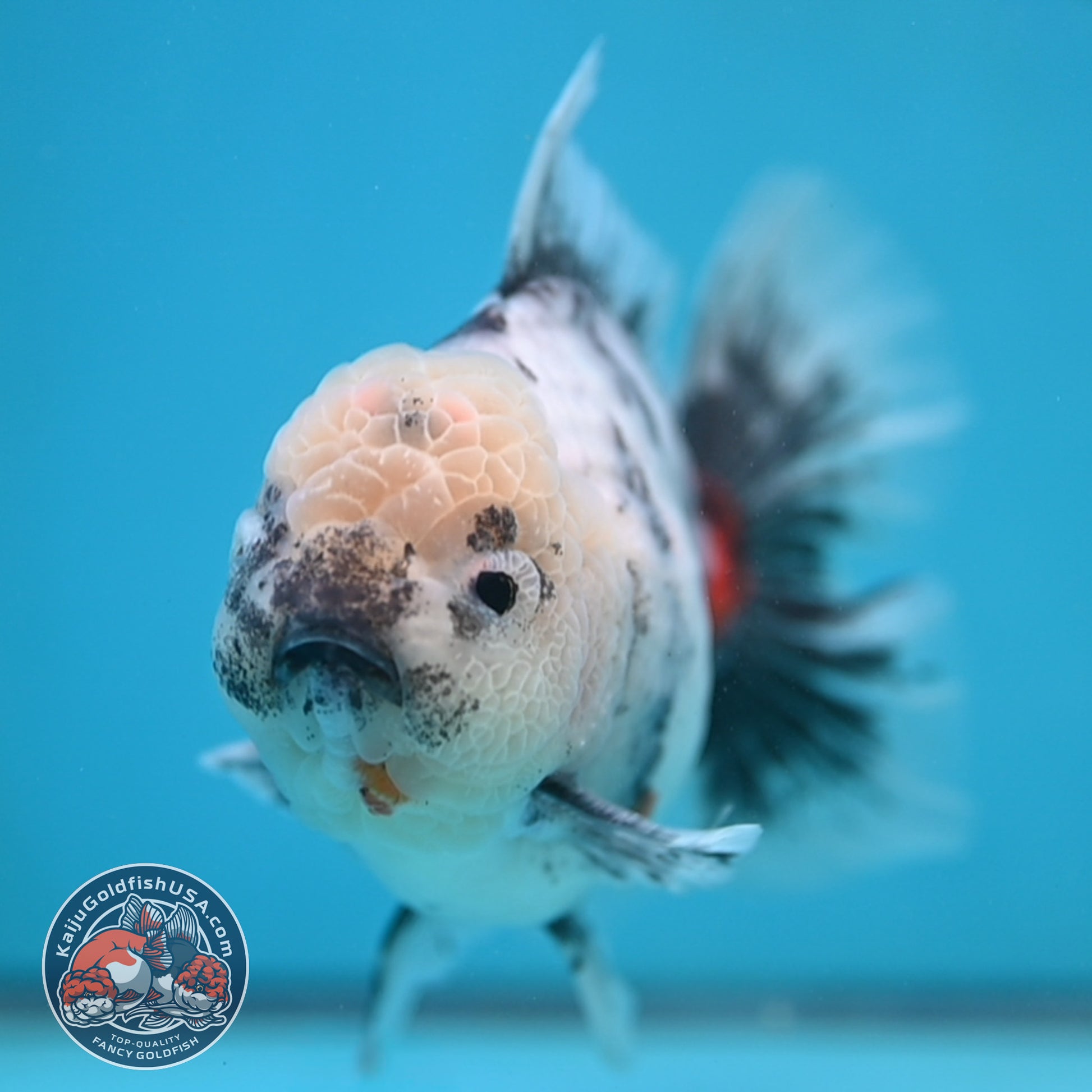 Big White Tiger Rose Tail Oranda 4.5 inch Body (260116_OR05)