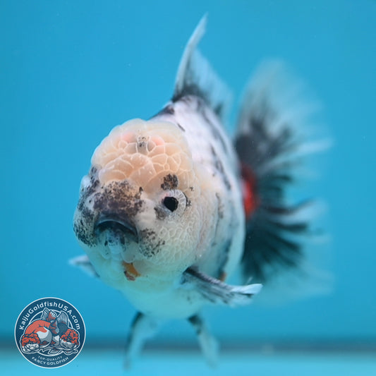 Big White Tiger Rose Tail Oranda 4.5 inch Body (260116_OR05)