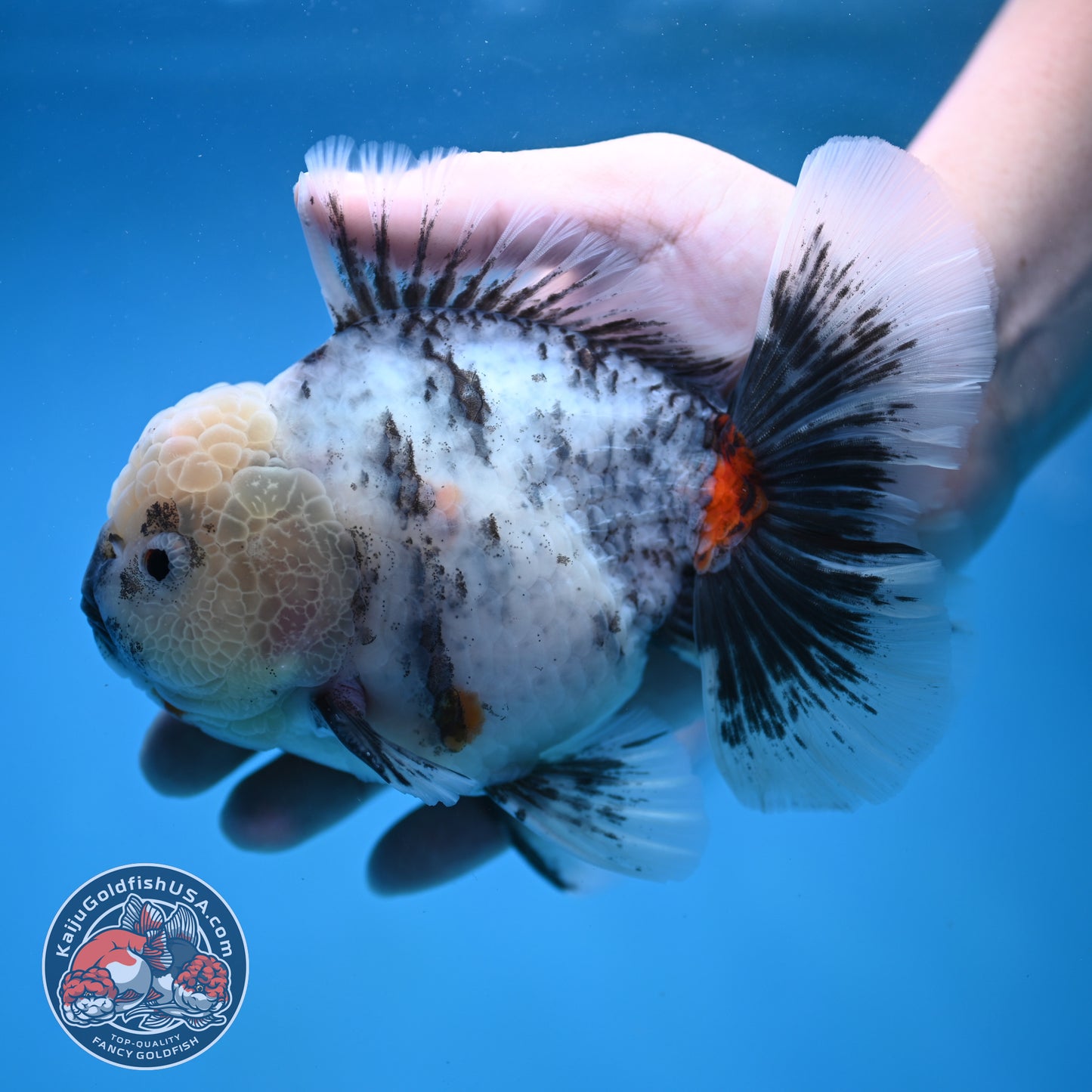 Big White Tiger Rose Tail Oranda 4.5 inch Body (260116_OR05)