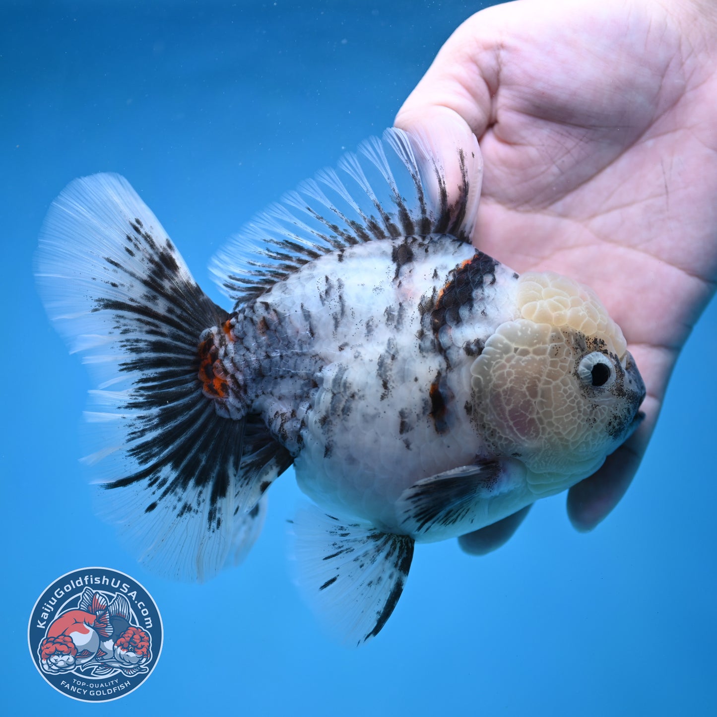 Big White Tiger Rose Tail Oranda 4.5 inch Body (260116_OR05)
