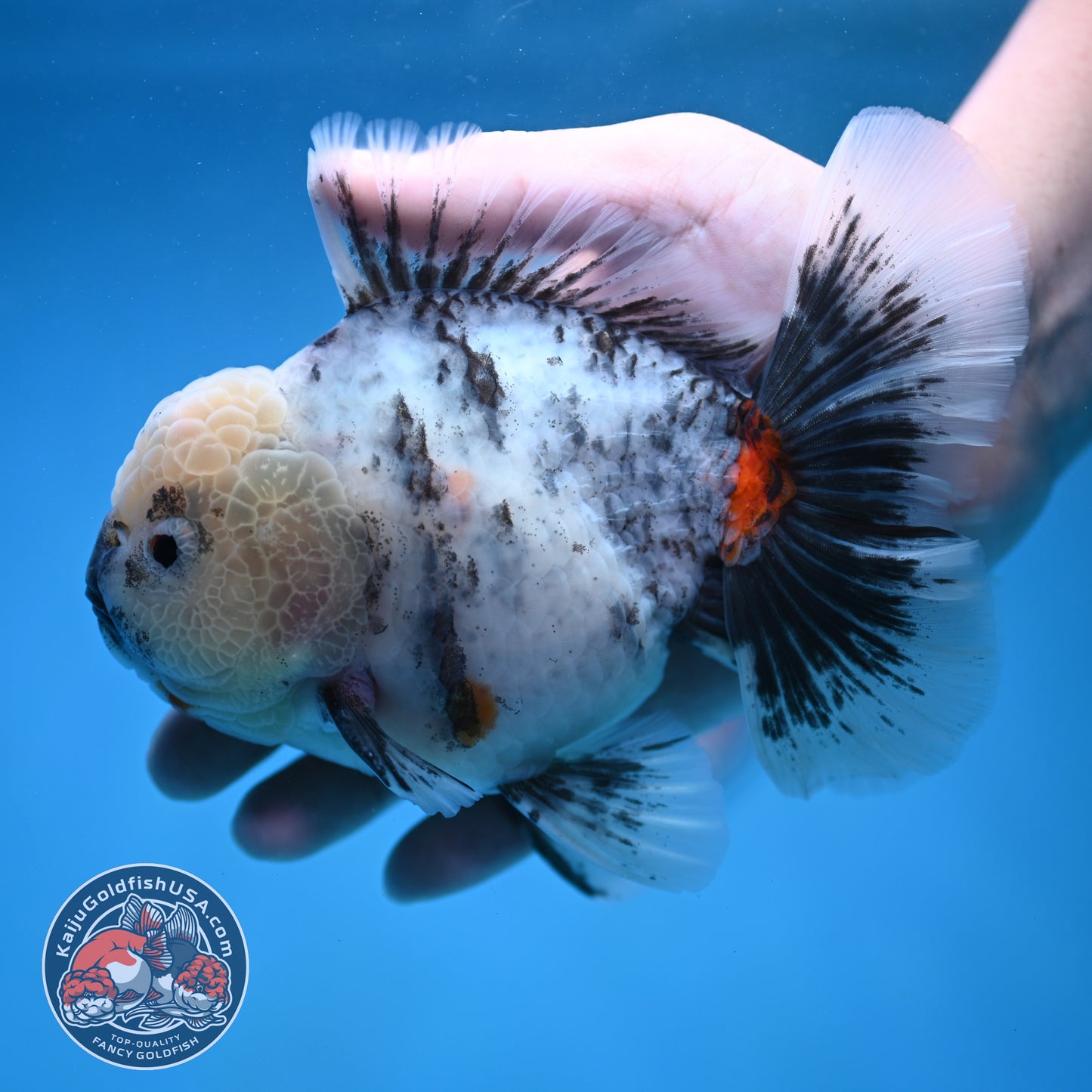 Big White Tiger Rose Tail Oranda 4.5 inch Body (260116_OR05)