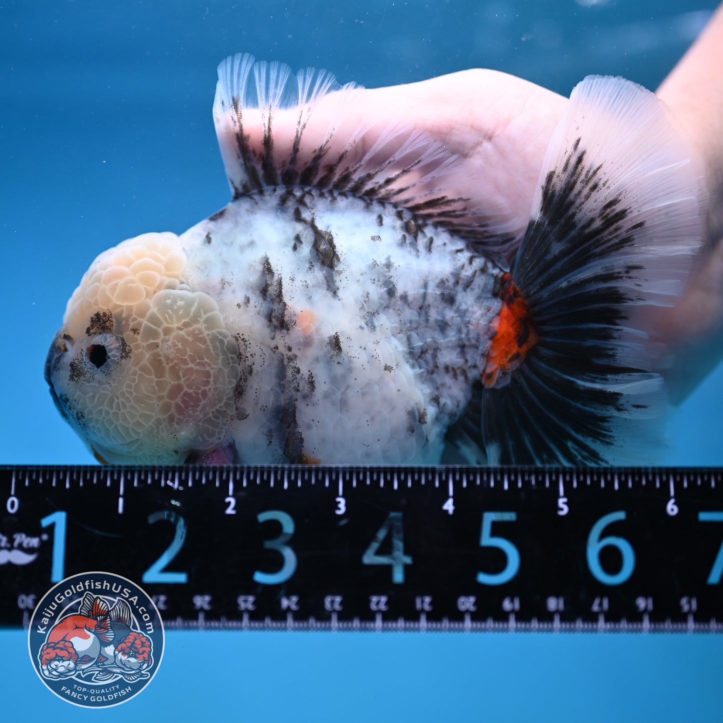 Big White Tiger Rose Tail Oranda 4.5 inch Body (260116_OR05)