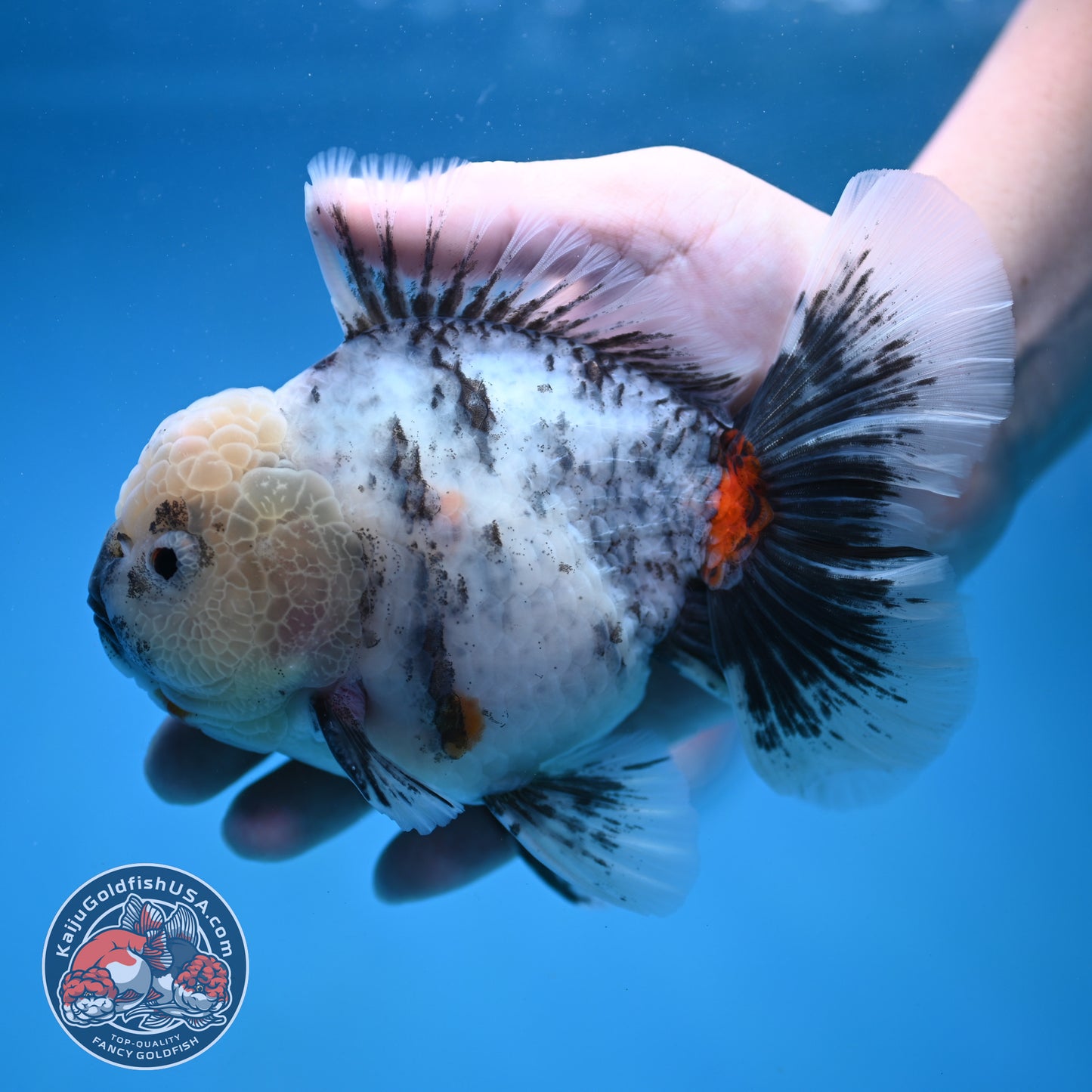 Big White Tiger Rose Tail Oranda 4.5 inch Body (260116_OR05)