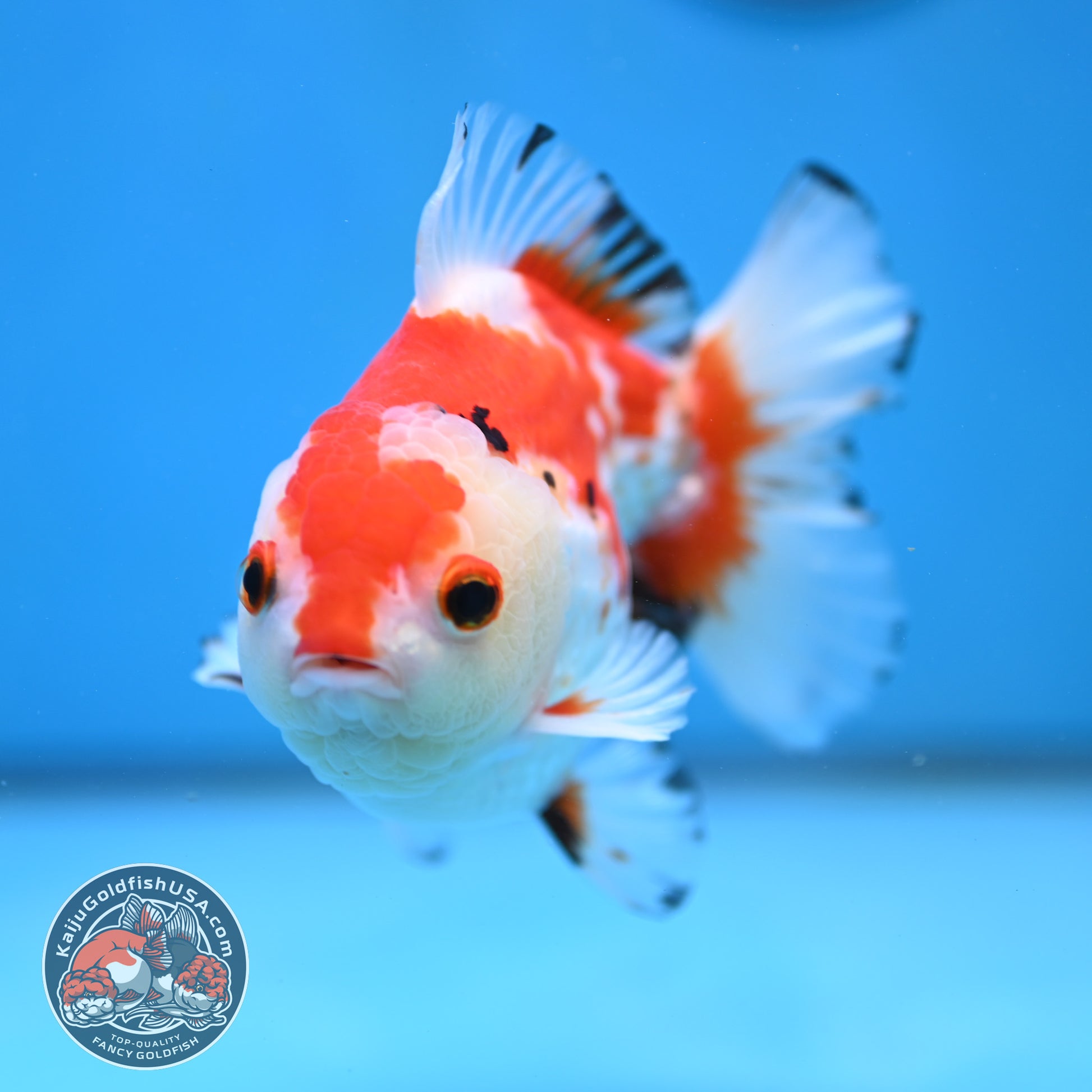 Big YuanBao Red White Oranda 4.5 inch Body (260116_OR03)